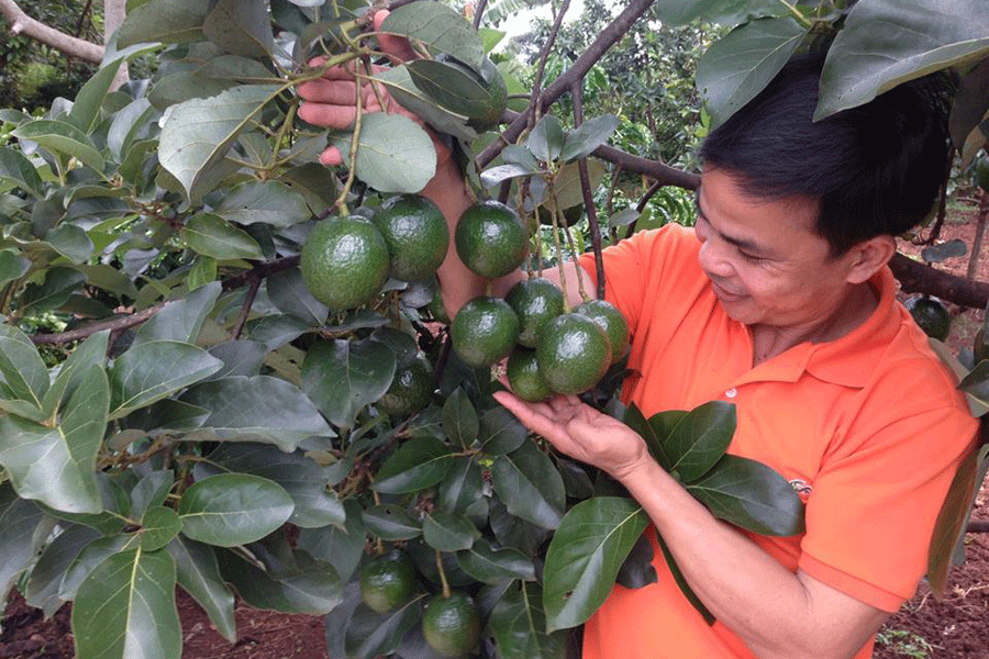 Cây bơ booth tại vườn của ông Mười (xã Ea Kpam, huyện Cư M’gar, tỉnh Đak Lak) chỉ đạt khoảng 30% sản lượng so với niên vụ trước.                            Ảnh: B.T