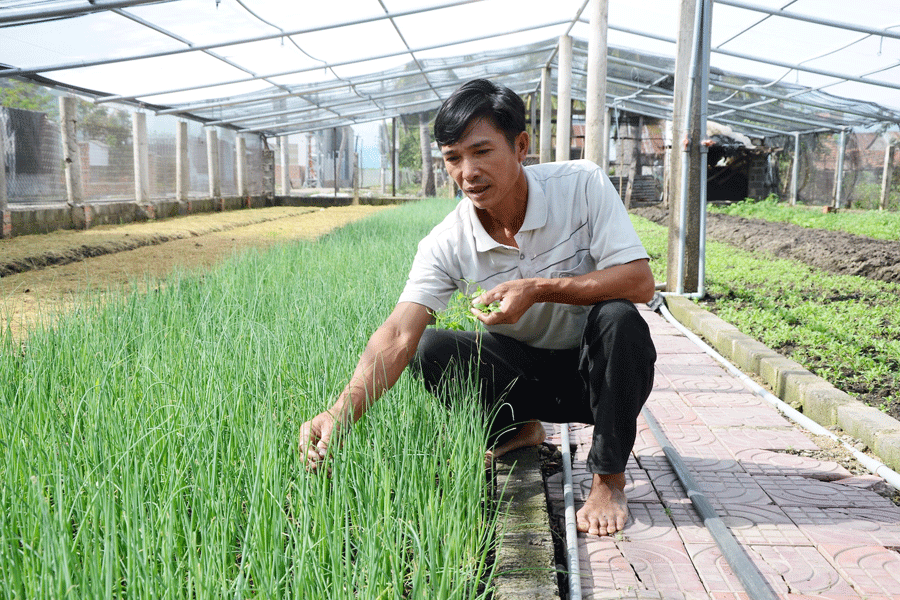 Ông Hoàng Văn Thủy trồng 1.000 m2 rau xanh trong nhà lưới cho thu nhập cao.                                                          Ảnh: Đ.P
