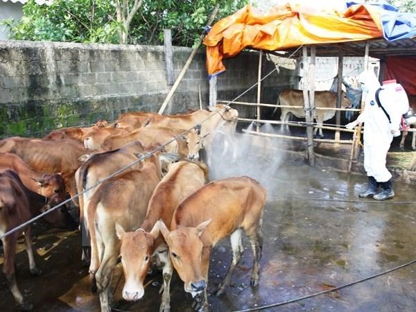 Phun thuốc tiêu độc khử trùng chuồng trại chống dịch lở mồm long móng ở bò.