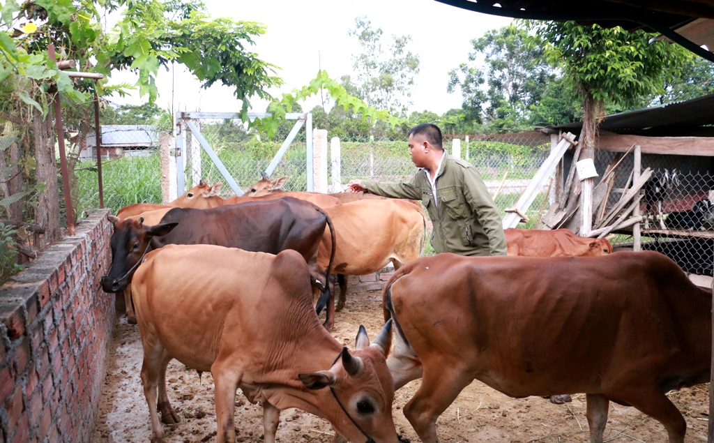 Ngành chức năng thị xã đang tập trung đẩy mạnh công tác tiêm phòng khẩn cấp vắc xin LMLM cho đàn bò ở vùng dịch, uy hiếp và vùng đệm của thị xã. Ảnh: Q.T