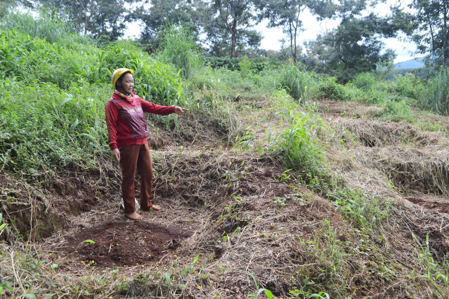 Bà Đoàn Thị Châu chỉ vườn cà phê mới trồng tái canh bị nhổ gần sạch.                        Ảnh: L.N