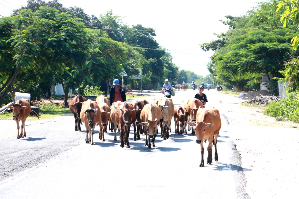 Người dân không nên chăn thả bò ở vùng giáp ranh với thị xã Ayun Pa nhằm tránh sự lây lan của dịch bệnh. Ảnh: Q.T