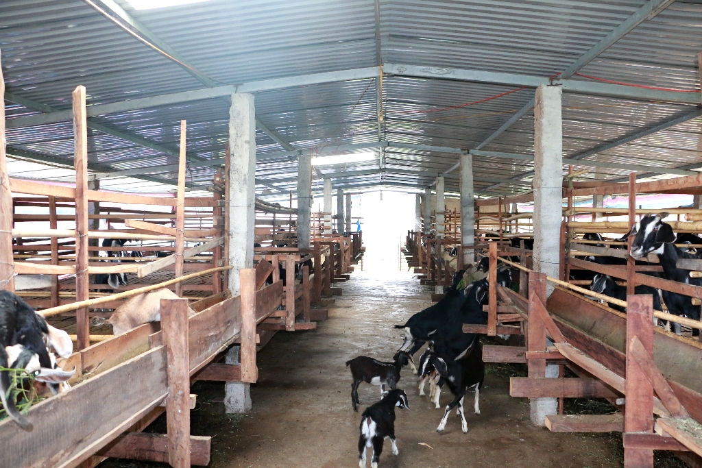 Nuôi gia súc nhốt chuồng đang là hướng đi đúng của ngành chăn nuôi thị xã Ayun Pa. Ảnh: Q.T
