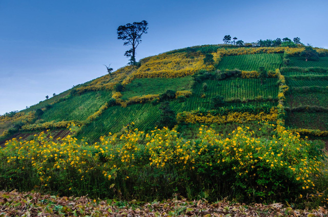 Núi Chư Đăng Ya mùa hoa dã quỳ nở. Ảnh: Nguyễn Tú
