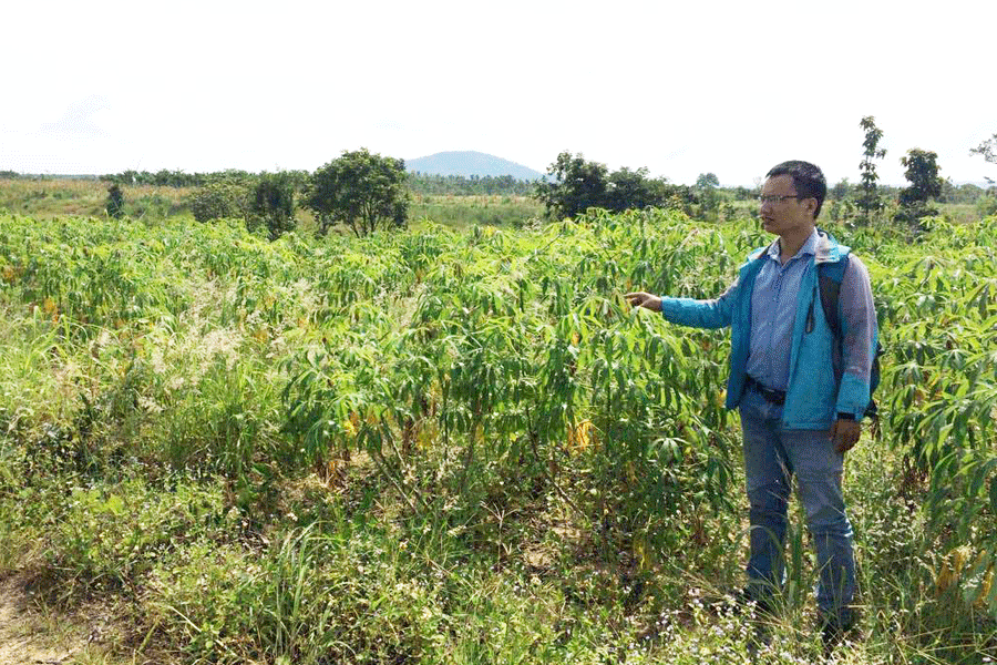 Đất dự án của Công ty Lê Khanh triển khai tại xã Ia Le bị dân lấn chiếm để trồng mì. Ảnh: Q.T