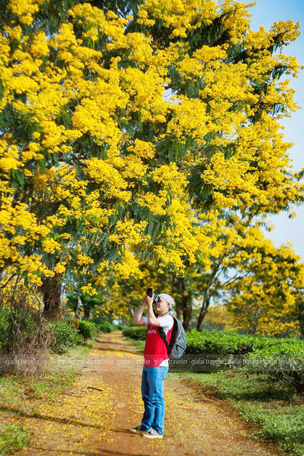 Những cây muồng vàng mọc quanh đồi chè Bàu Cạn luôn hấp dẫn khách du lịch.                     Ảnh: internet