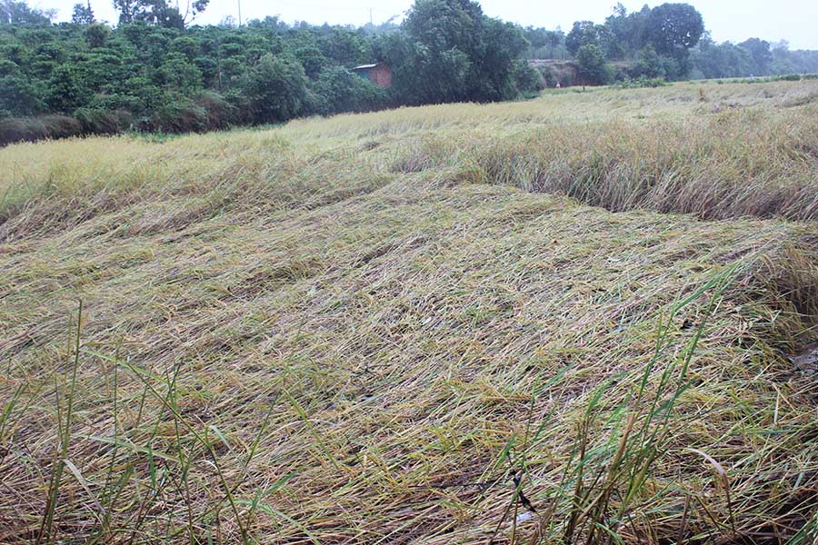  Lúa sắp thu hoạch  bị ngã đổ hoàn toàn. Ảnh: Nguyễn Diệp