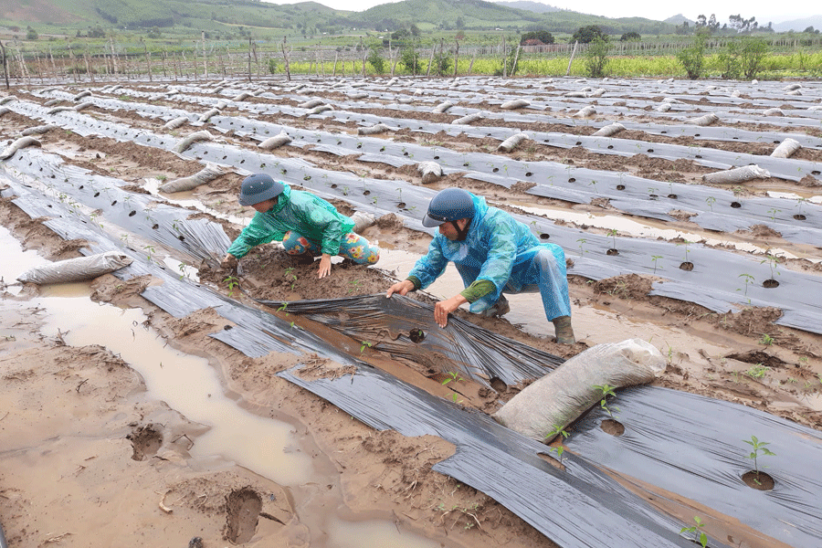 Người dân huyện Kbang tập trung khôi phục sản xuất.      Ảnh: Hồng Hạnh