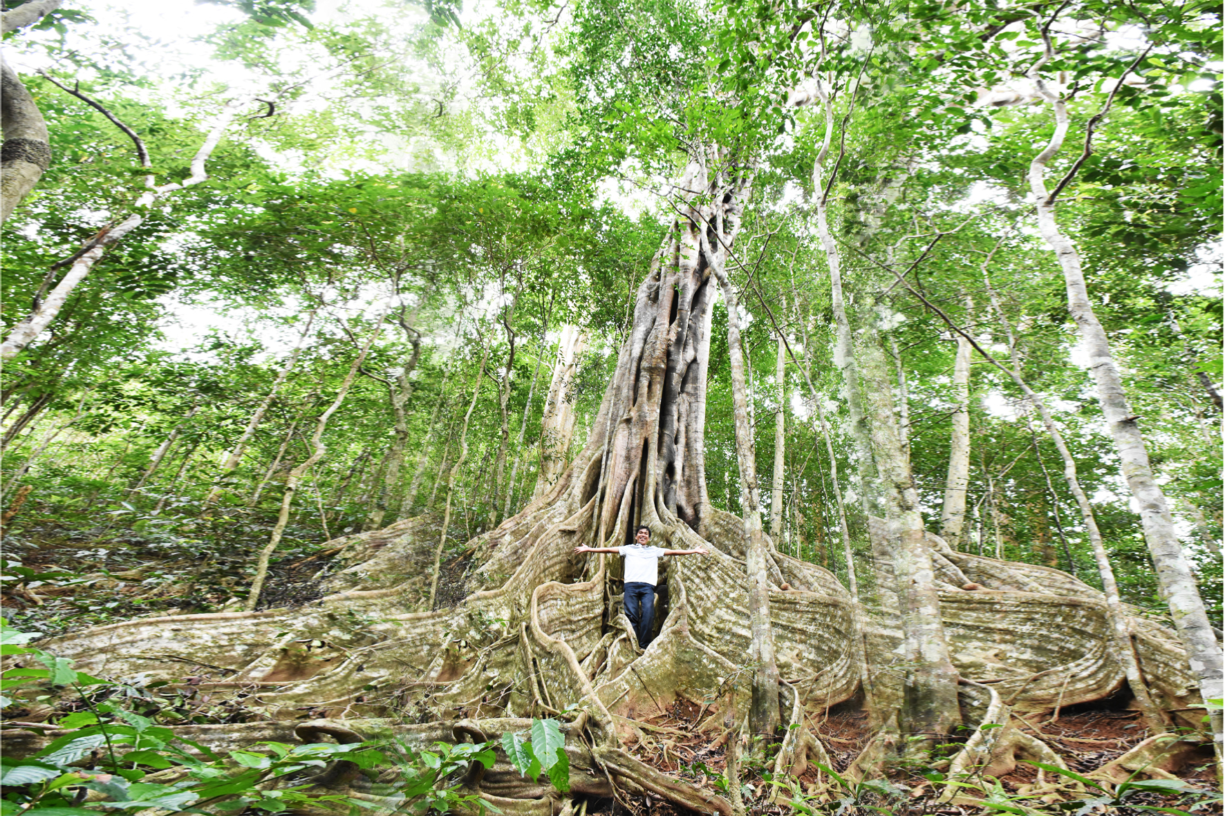 Quần thể cây đa cổ thụ tại Vườn Quốc gia Kon Ka Kinh. Ảnh: N.G