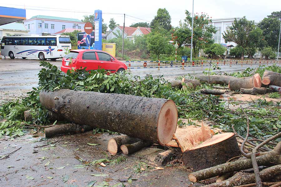  Cây xanh ngã đổ tại thị trấn Kon Tầng. Ảnh: Nguyễn Diệp