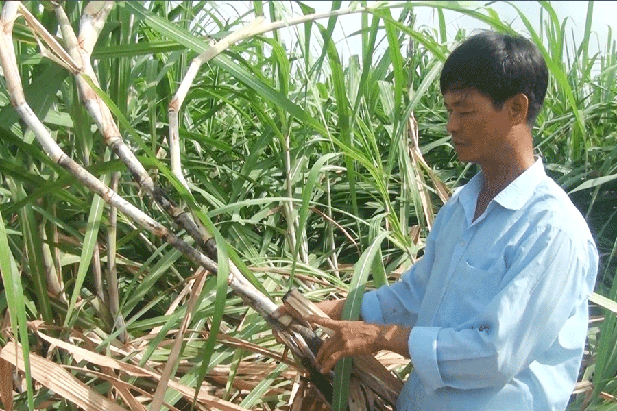 Ông Nguyễn Văn Thoạt bên ruộng mía bị ngã đổ của gia đình. Ảnh: N.S