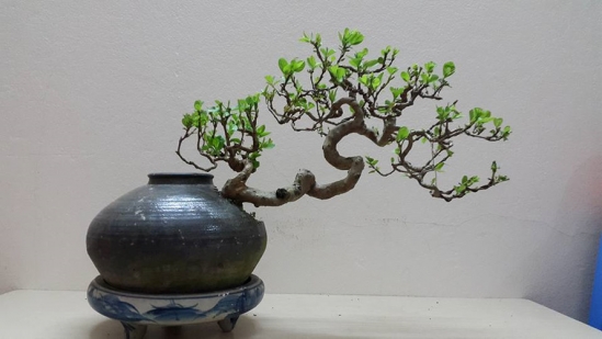Ngắm ổi bonsai dáng thế siêu đẹp chơi Tết 2018
