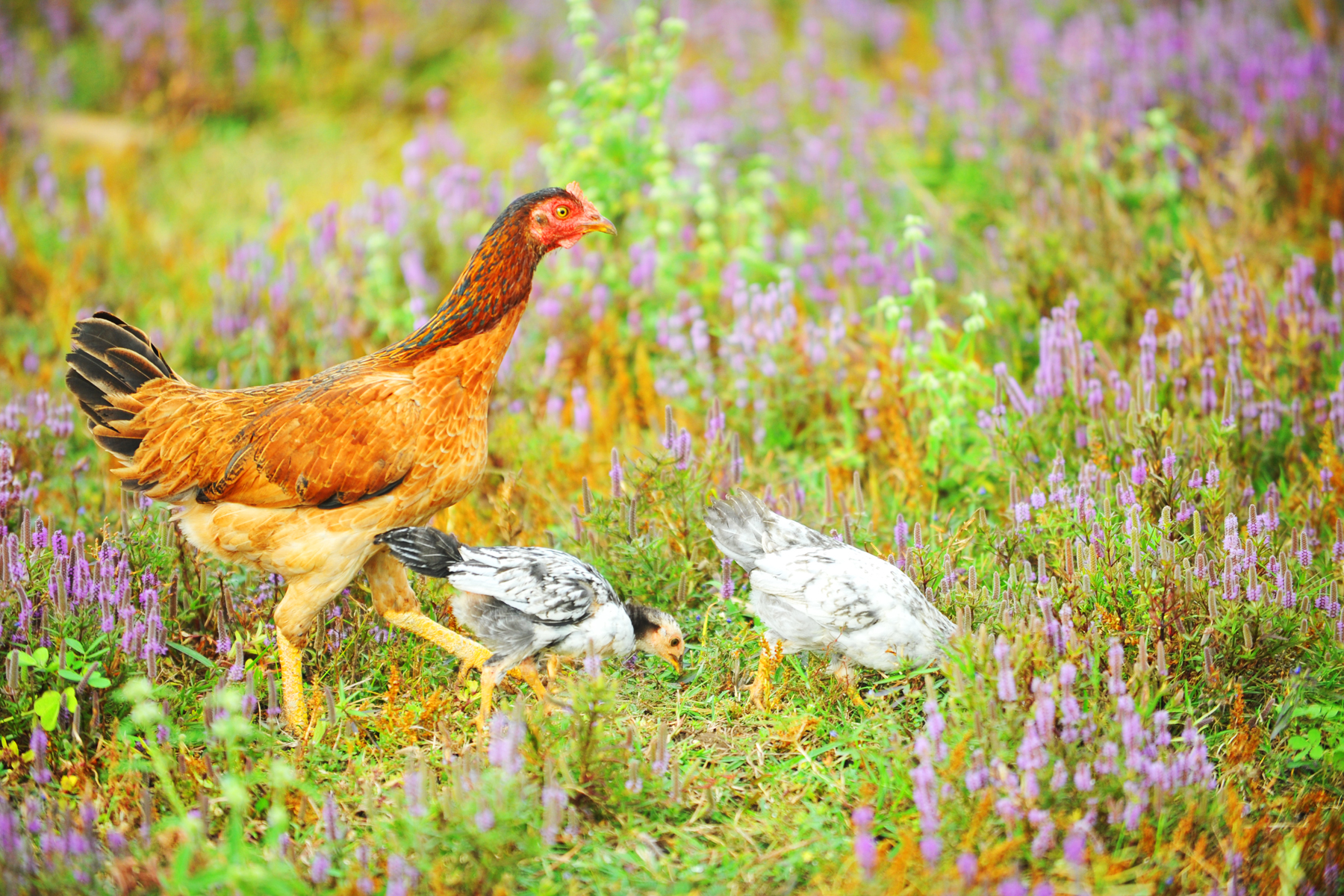 Bầy gà chen lẫn giữa đồng cỏ tạo cảm giác yên bình