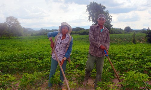 'Tín dụng đen' bóc lột nông dân nghèo (Kỳ 2): Làm thuê trên đất của mình - Ảnh 1