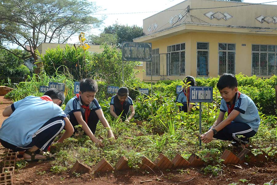 Các em học sinh đang chăm sóc vườn thuốc nam. Ảnh: Ngọc Thu