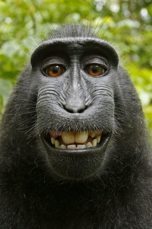 Khỉ chụp ảnh selfie ở Indonesia là 'nhân vật của năm' hình ảnh 1 Khỉ chụp ảnh selfie ở Indonesia là 'nhân vật của năm'