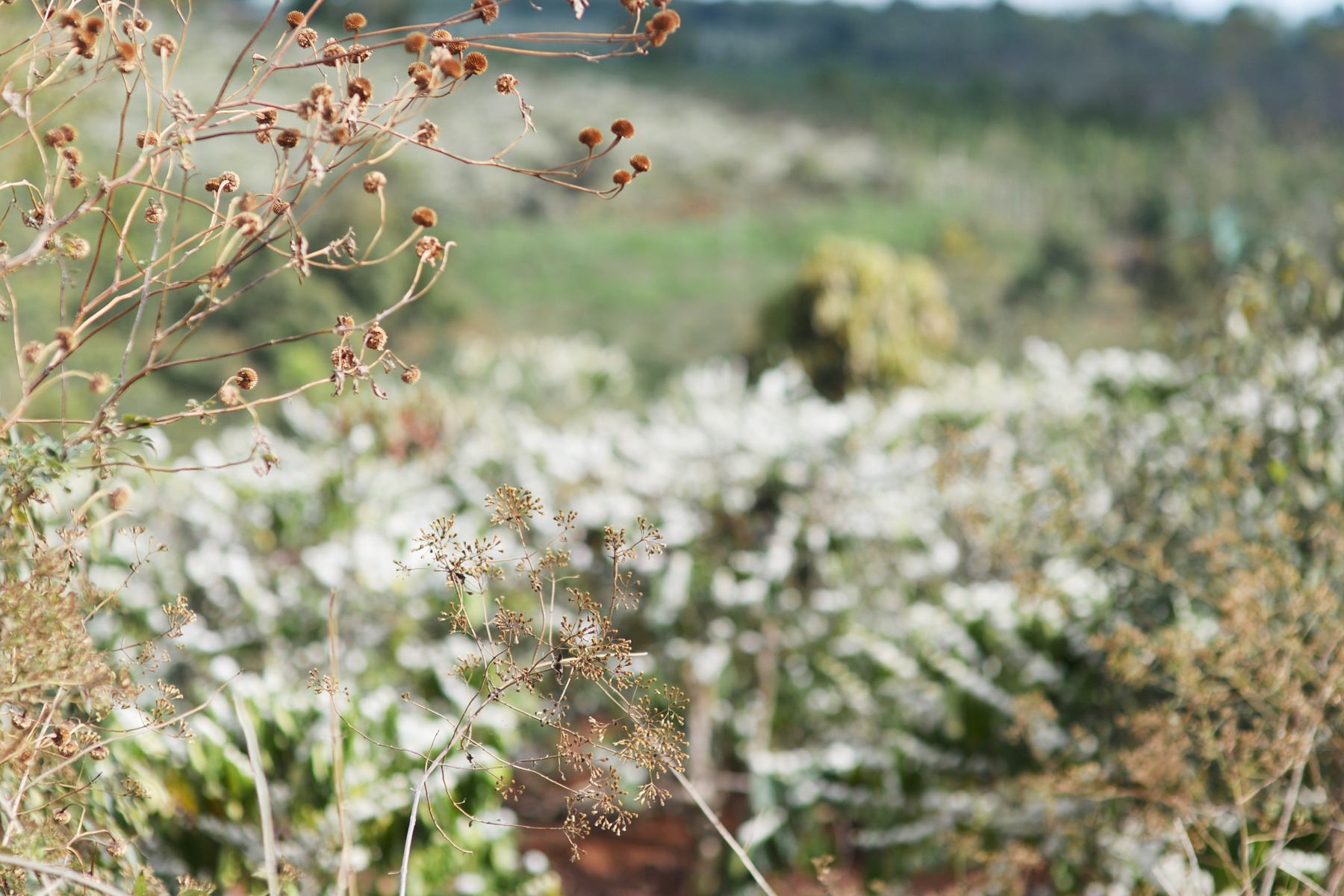 Những bụi hoa dã quỳ nhường chỗ cho rẫy hoa cà phê bung nở trắng xóa đồi đất. Ảnh: N.G  