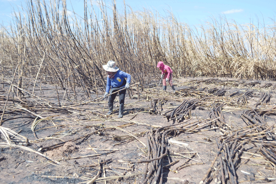 Gia đình ông Đào Văn Tơ đang thu hoạch diện tích mía bị cháy ngày 14-1. Ảnh: L.N
