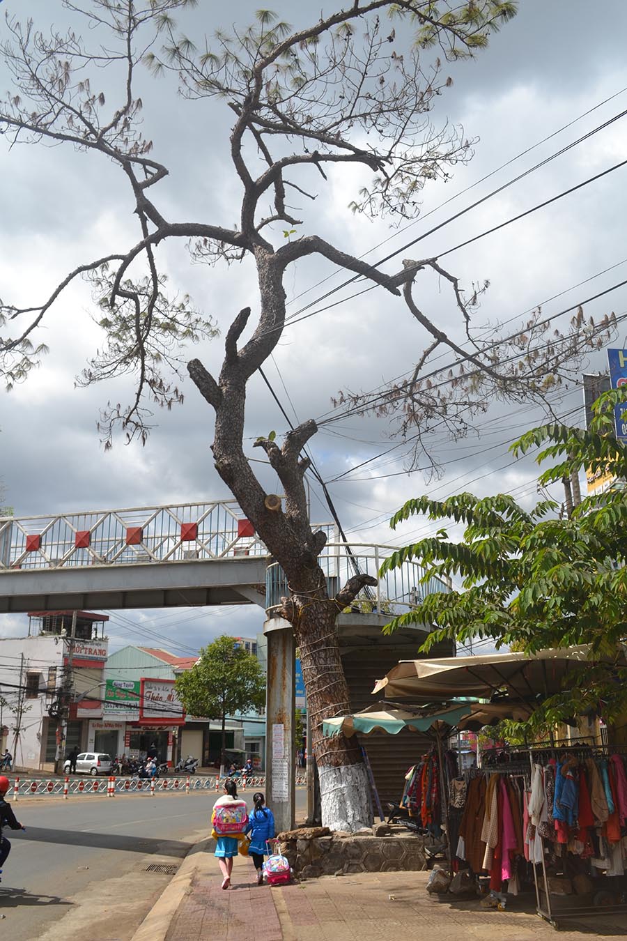  Cây thông cổ thụ ở cuối đường Hùng Vương, TP. Pleiku bị chết khô. Ảnh: Hoàng Cư