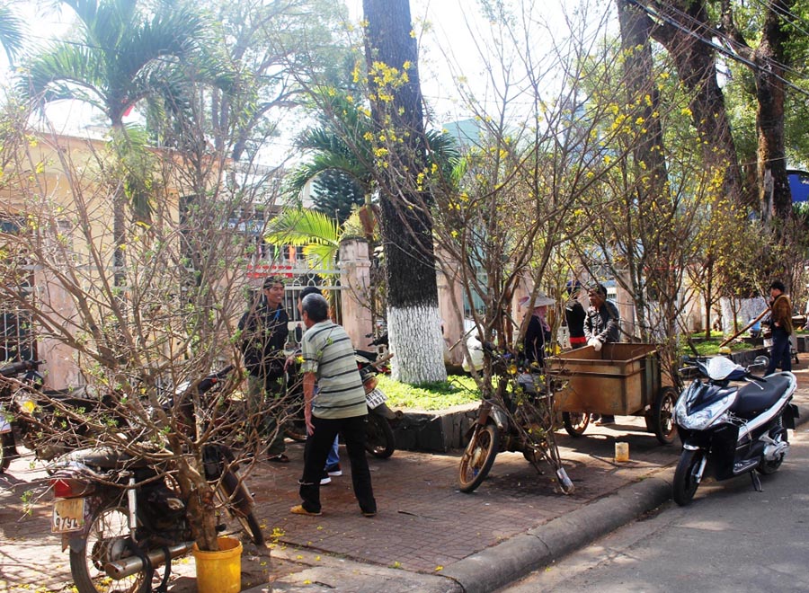 Người dân bán mai rừng tại đường Trần Hưng Đạo