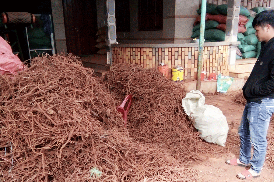 Số gốc, rễ cây hồ tiêu tại nhà ông Đào Ngọc Định.                                                   Ảnh: L.N