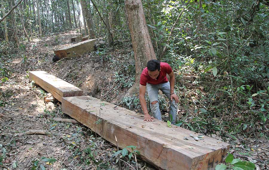  Gần 20 m3 gỗ đã bị đốn hạ. (Ảnh minh họa)