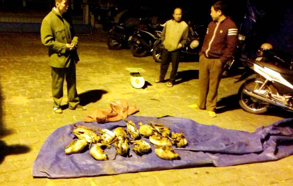 13 cá thể nghi là chồn đã được làm sạch lông. Ảnh: T.C