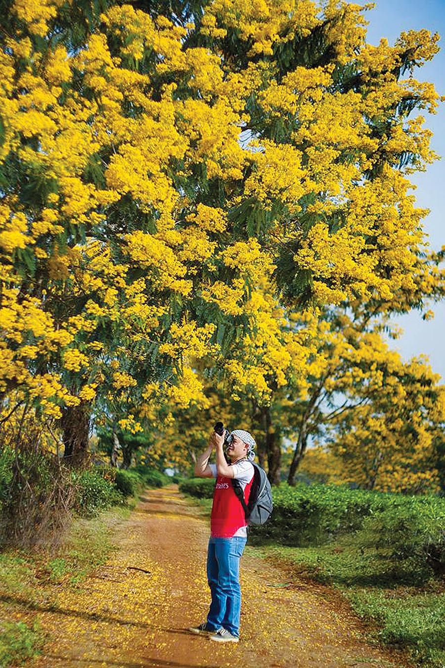  Hoa muồng vàng ở Nông trường Chè Bàu Cạn (huyện Chư Prông). Ảnh: Công Ngô