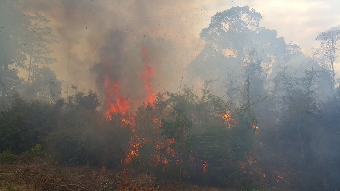 Hàng chục ha rừng trồng 3 năm ở Gia Lai bị cháy trụi - Ảnh 2