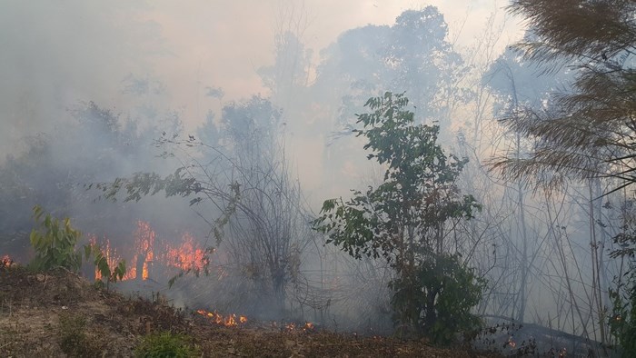 Hình ảnh lửa thiêu rụi hàng chục ha rừng ở Gia Lai - Ảnh 2
