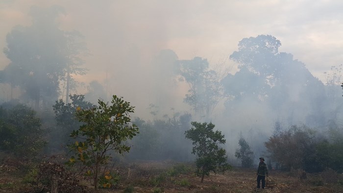 Hình ảnh lửa thiêu rụi hàng chục ha rừng ở Gia Lai - Ảnh 3