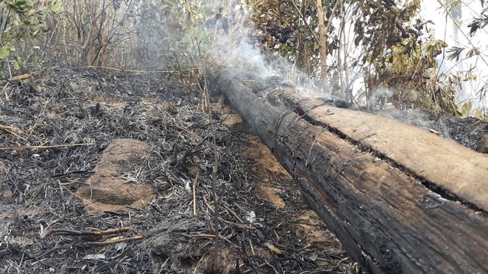 Hình ảnh lửa thiêu rụi hàng chục ha rừng ở Gia Lai - Ảnh 10