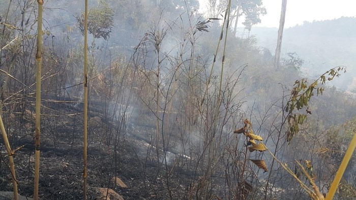 Hình ảnh lửa thiêu rụi hàng chục ha rừng ở Gia Lai - Ảnh 8
