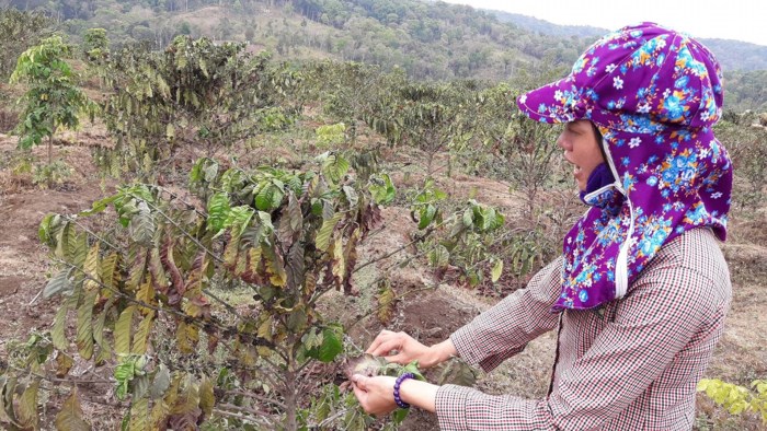 Vụ mỏ đá ảnh hưởng vườn cà phê: Công ty chưa nghiêm túc bảo vệ môi trường - Ảnh 2