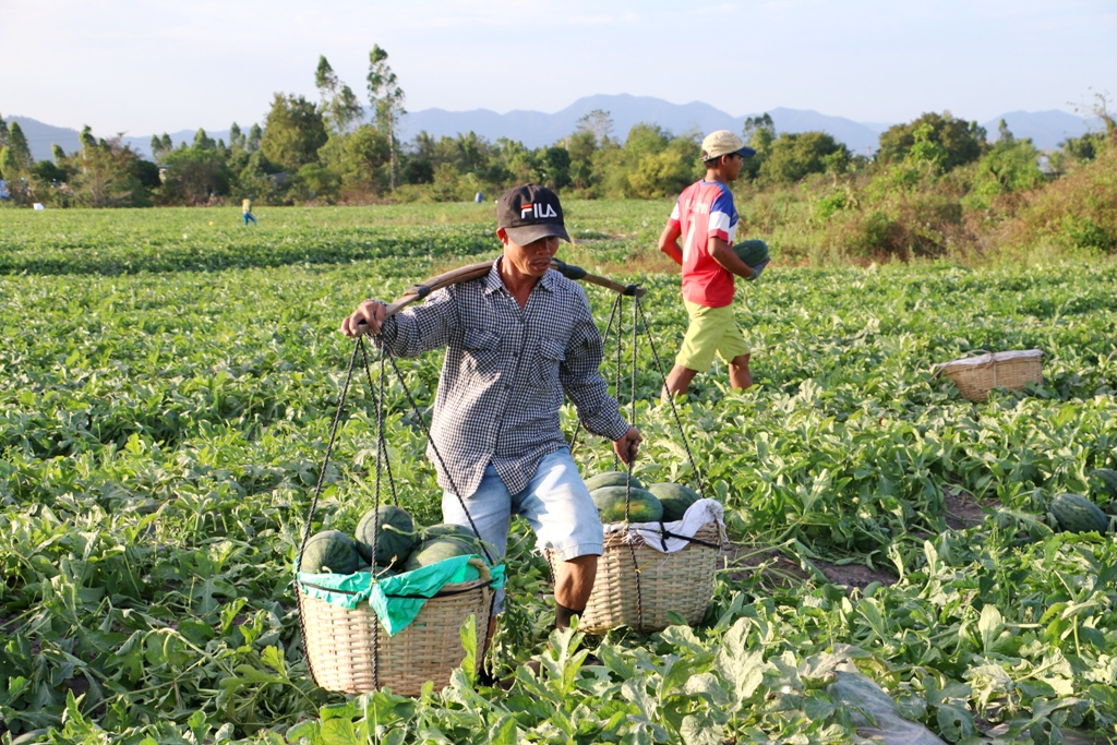 Hầu hết các chủ ruộng dưa hấu tại các huyện phía Đông Nam tỉnh đều chung nỗi lo bị các đối tượng giang hồ  