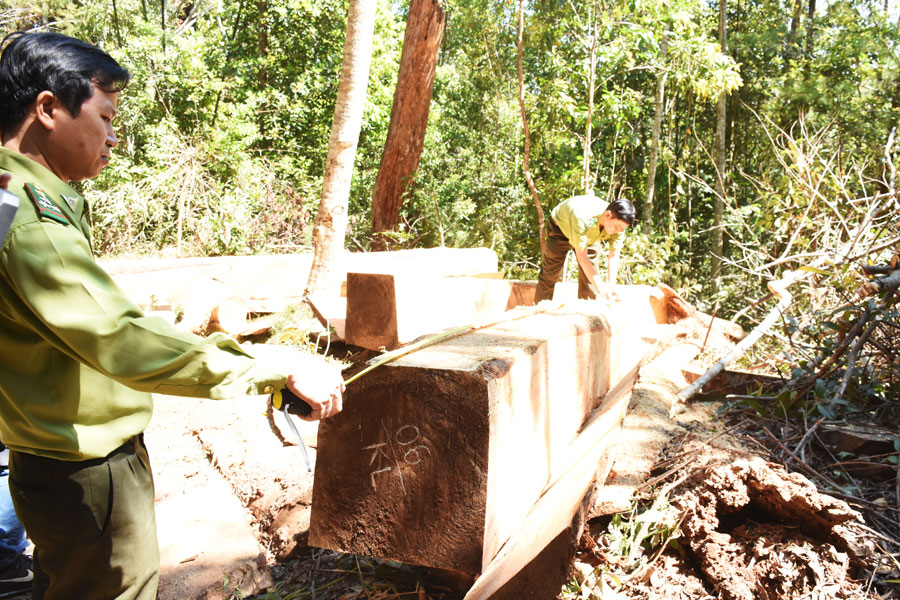 Lực lượng chức năng đo đếm xác định khối lượng gỗ bị thiệt hại. Ảnh: M.N