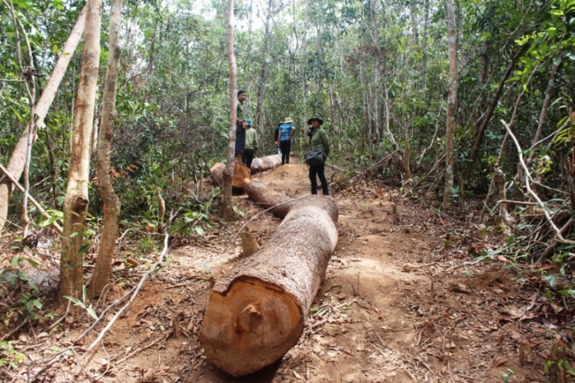 Một vụ phá rừng ở xã Hà Tây bị phát hiện trong năm 2017. Ảnh: Trâm Anh