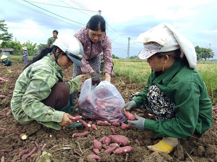 gia-khoai-lang-nhat-o-gia-lai-lao-doc-khong-phanh-nhieu-nguoi-lam-no