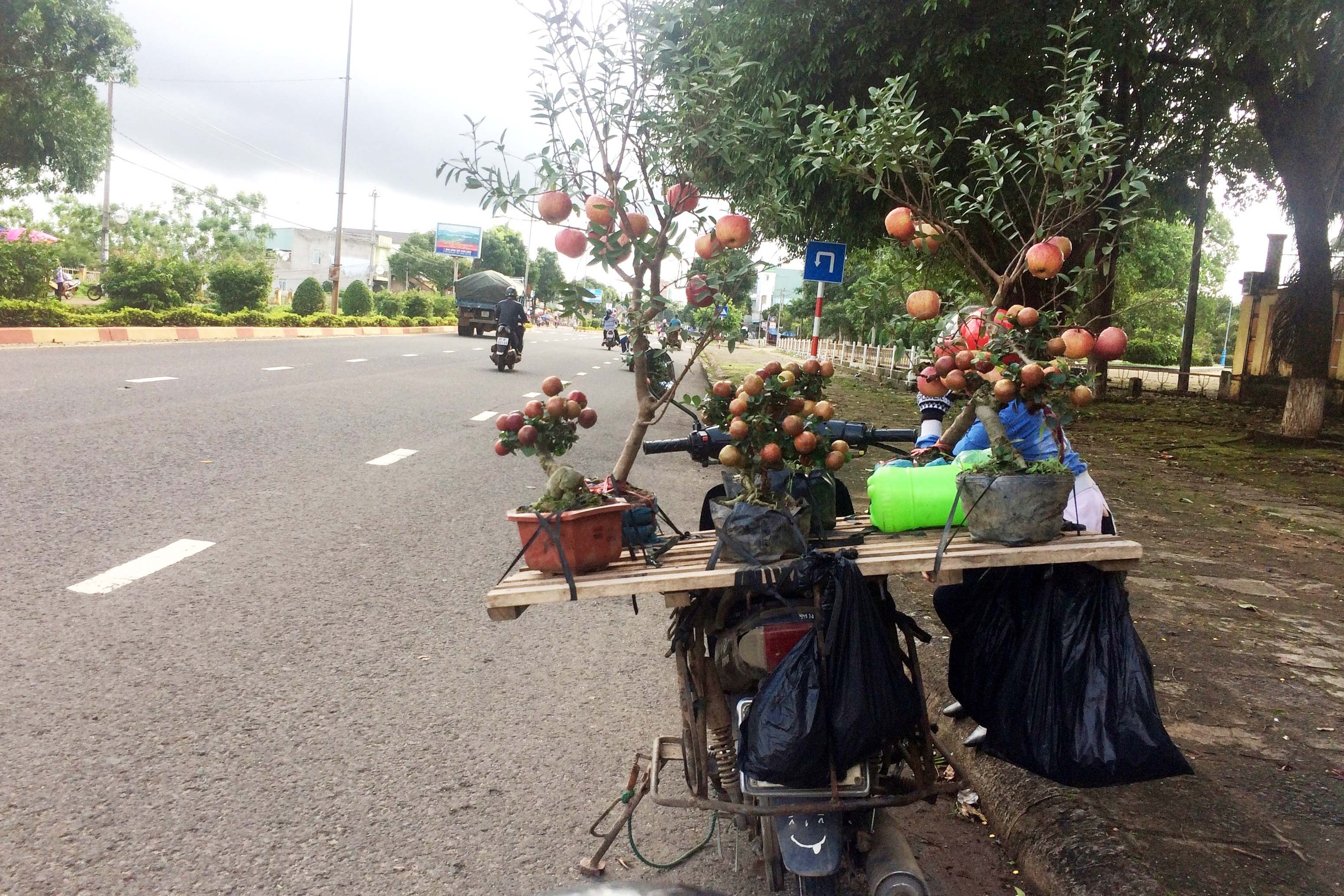 Những cây “ổi nở táo” và “duối nở ra mận” được bày bán trên đường Lê Duẩn (TP. Pleiku).         Ảnh: H.L
