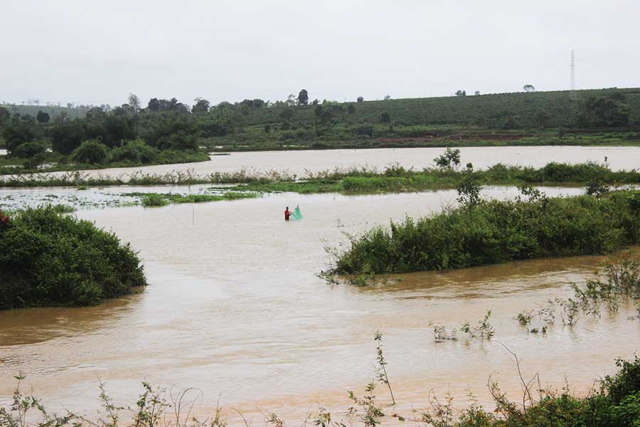  Lua nước  đang trong giai đoạn mạ non bị ngập nặng tại xã Hà Bầu-ảnh Nguyễn Diệp
