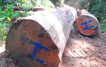 Lực lượng chức năng đã phát hiện hàng trăm gốc cây rừng bị khai thác. Ảnh: Văn Ngọc
