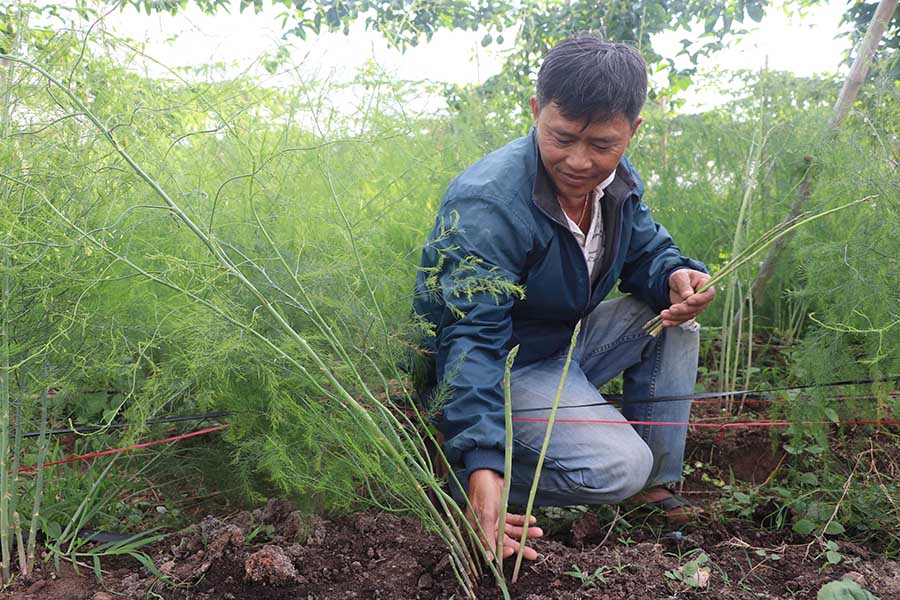   Mô hình trồng măng tây của ông Đặng Ngọc Thịnh tại thôn Tú Thủy 3, xã Tú An, thị xã An Khê. Ảnh: N.M