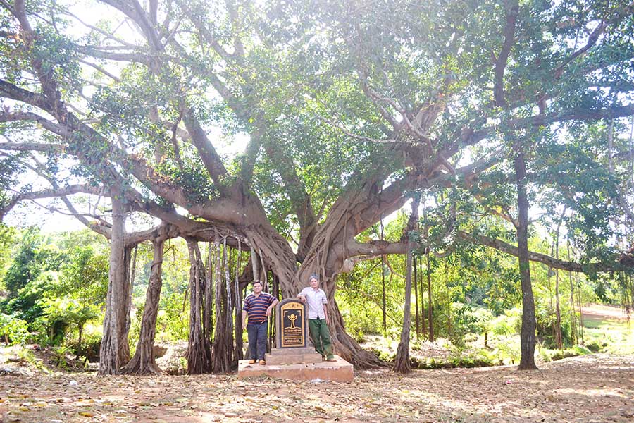  Già làng Kpuih Ố và Trưởng thôn Ghè-Kpuih Vinh bên gốc cây đa di sản làng Ghè. Ảnh: L.H