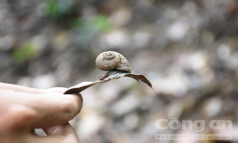 Loài ốc núi hiện ở các cánh rừng huyện Kbang còn khá nhiều