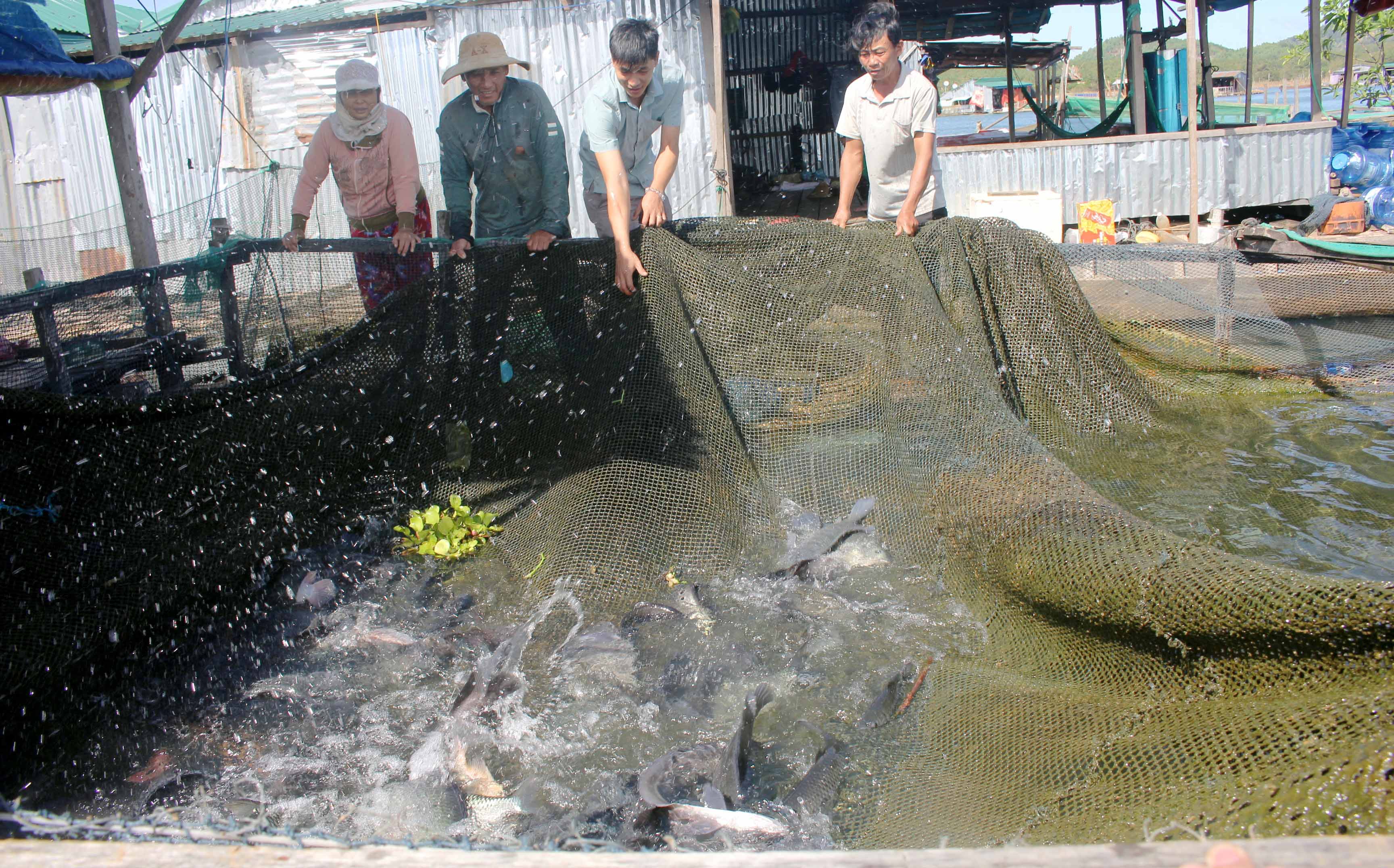 Dân làng chài thu hoạch cá đón Tết. Ảnh: Hoành Sơn