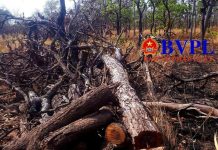 Gia Lai: Phát hiện vụ chặt phá rừng quy mô lớn tại rừng phòng hộ Ia Meur