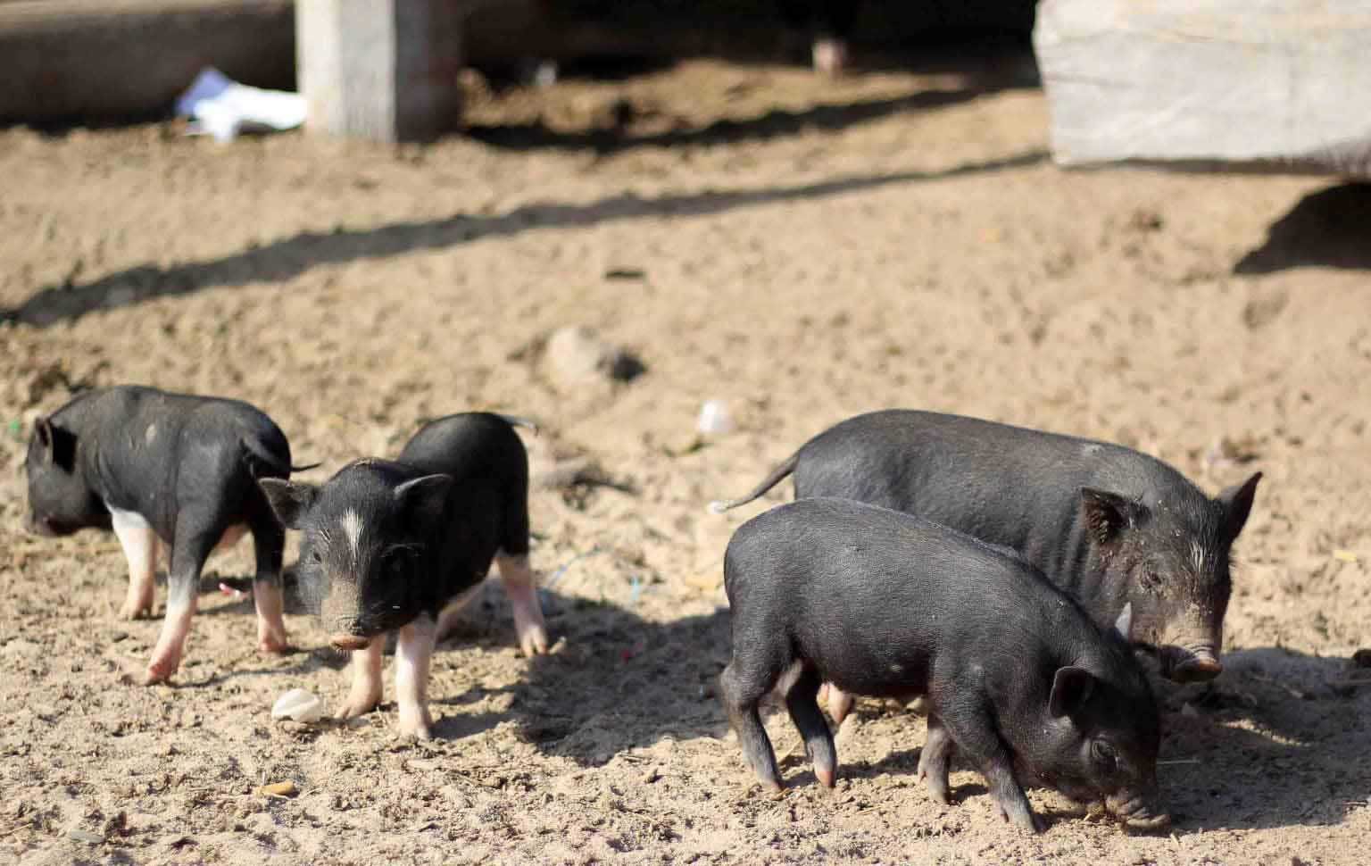Lợn con mới sinh ra có màu đen, khoang trắng hoặc sọc dưa giống lợn rừng. Ảnh: Chí Hào