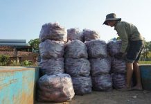 Lập chiến dịch ‘giải cứu’ khoai lang giúp nông dân Gia Lai
