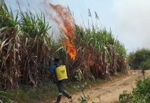 Gia Lai: Hơn 25 hecta mía bị lửa thiêu rụi, người dân mất trắng