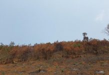 Gia Lai: Ban quản lý rừng đốt thực bì, cháy lan vào rẫy của dân